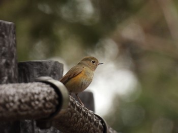 Red-flanked Bluetail Kodomo Shizen Park Sun, 3/5/2023