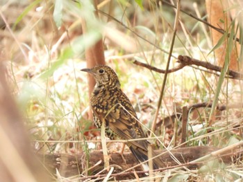 White's Thrush Kodomo Shizen Park Sun, 3/5/2023