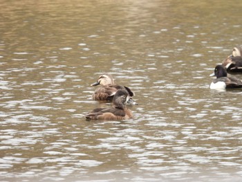 クビワキンクロ こども自然公園 (大池公園/横浜市) 2023年3月5日(日)