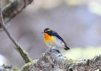 Narcissus Flycatcher Yanagisawa Pass Fri, 5/4/2018