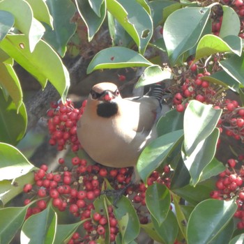 Japanese Waxwing 木場公園(江東区) Wed, 3/8/2023