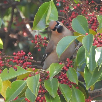 Japanese Waxwing 木場公園(江東区) Wed, 3/8/2023