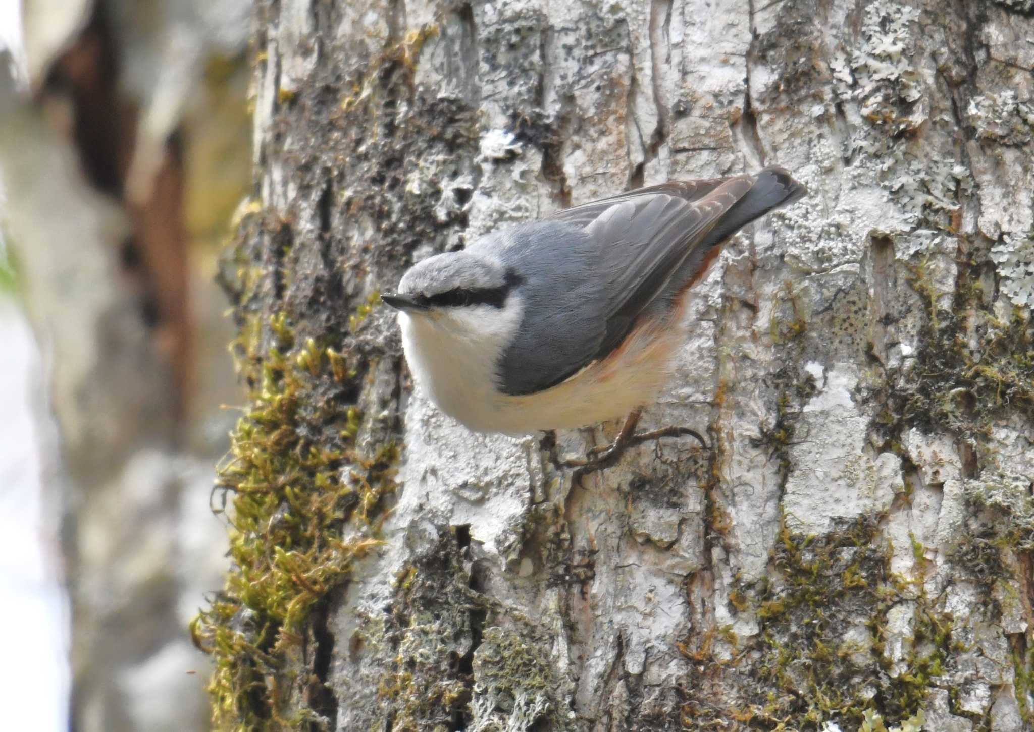 Eurasian Nuthatch