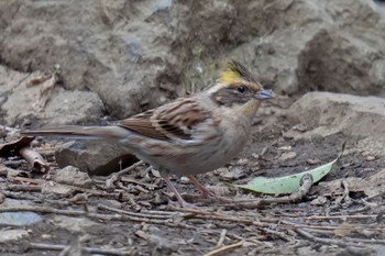 Yellow-throated Bunting 狭山湖 Sat, 2/25/2023