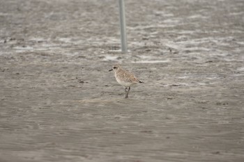 ダイゼン ふなばし三番瀬海浜公園 2023年2月24日(金)