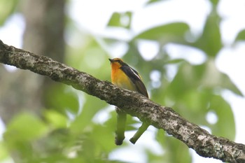 2018年5月6日(日) 滋賀県河辺いきものの森の野鳥観察記録