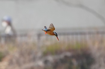 カワセミ 万代池 2023年3月8日(水)