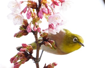 2023年3月8日(水) 万代池の野鳥観察記録