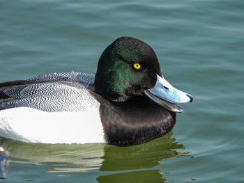 Lesser Scaup 瓢湖 Wed, 3/8/2023