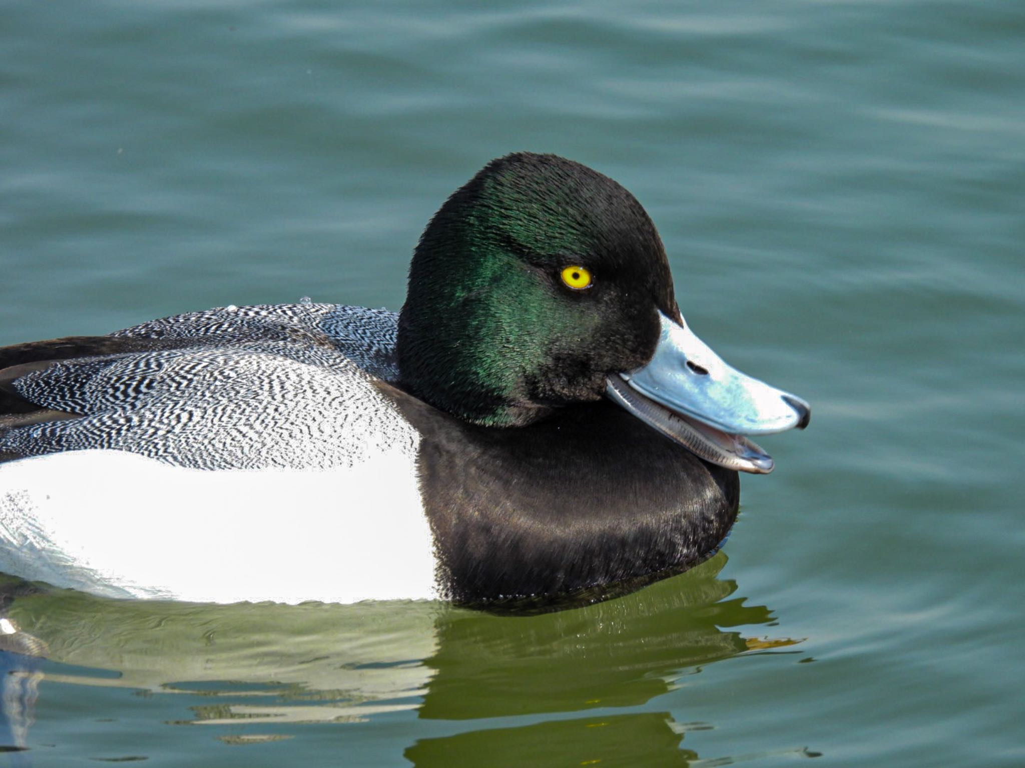 Photo of Lesser Scaup at 瓢湖 by ぽちゃっこ