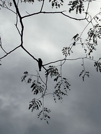 Grey-streaked Flycatcher Mie-ken Ueno Forest Park Thu, 9/29/2022