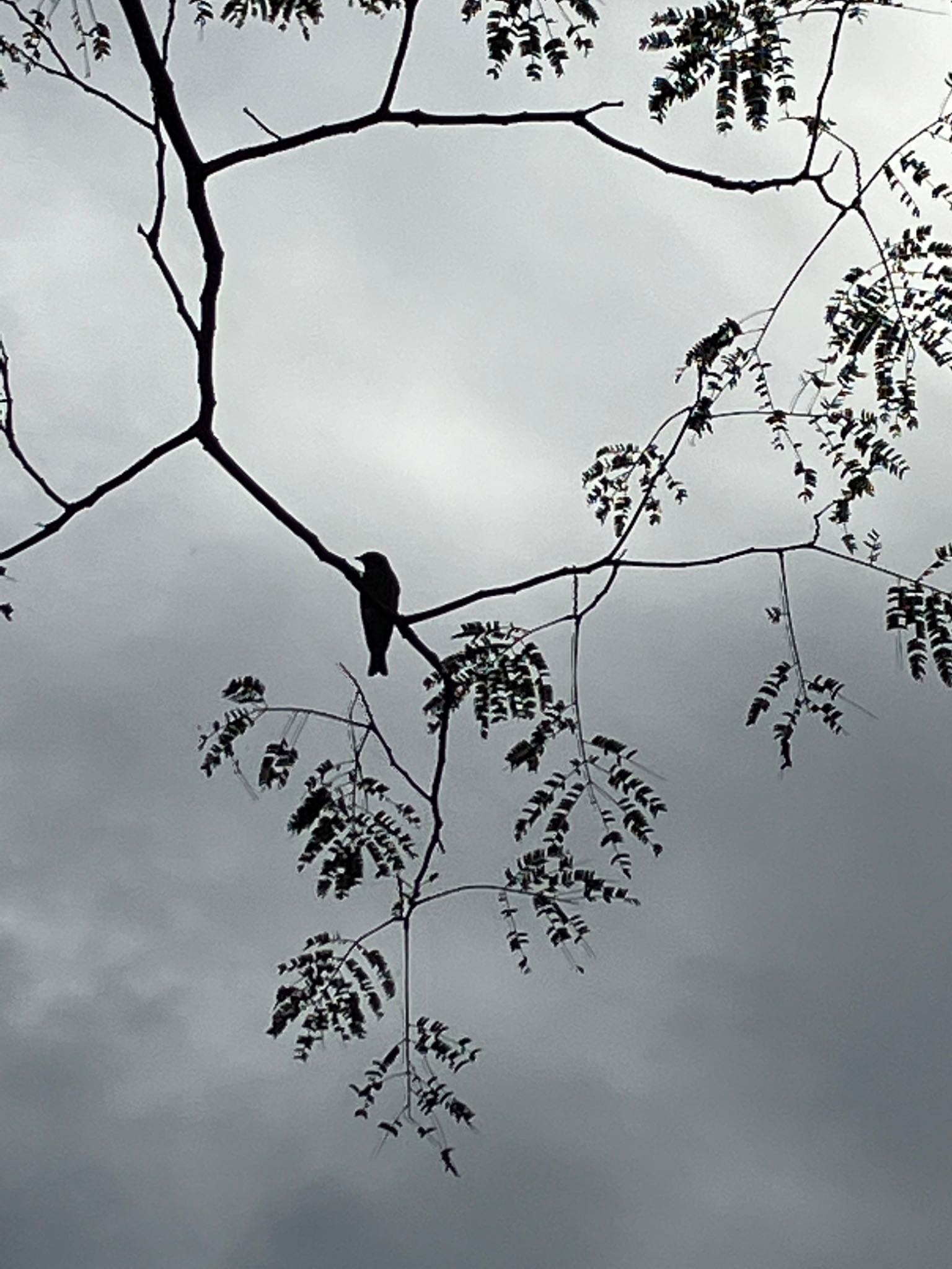 Photo of Grey-streaked Flycatcher at Mie-ken Ueno Forest Park by ぷちな