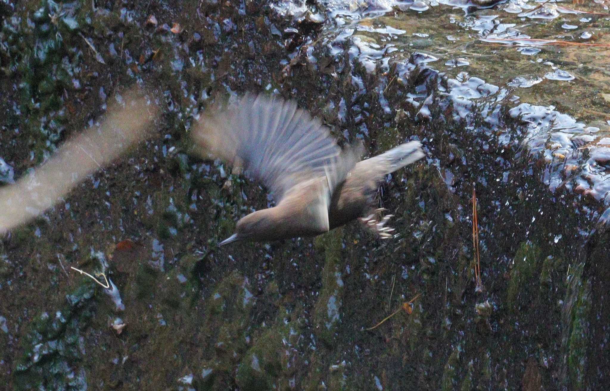 Brown Dipper