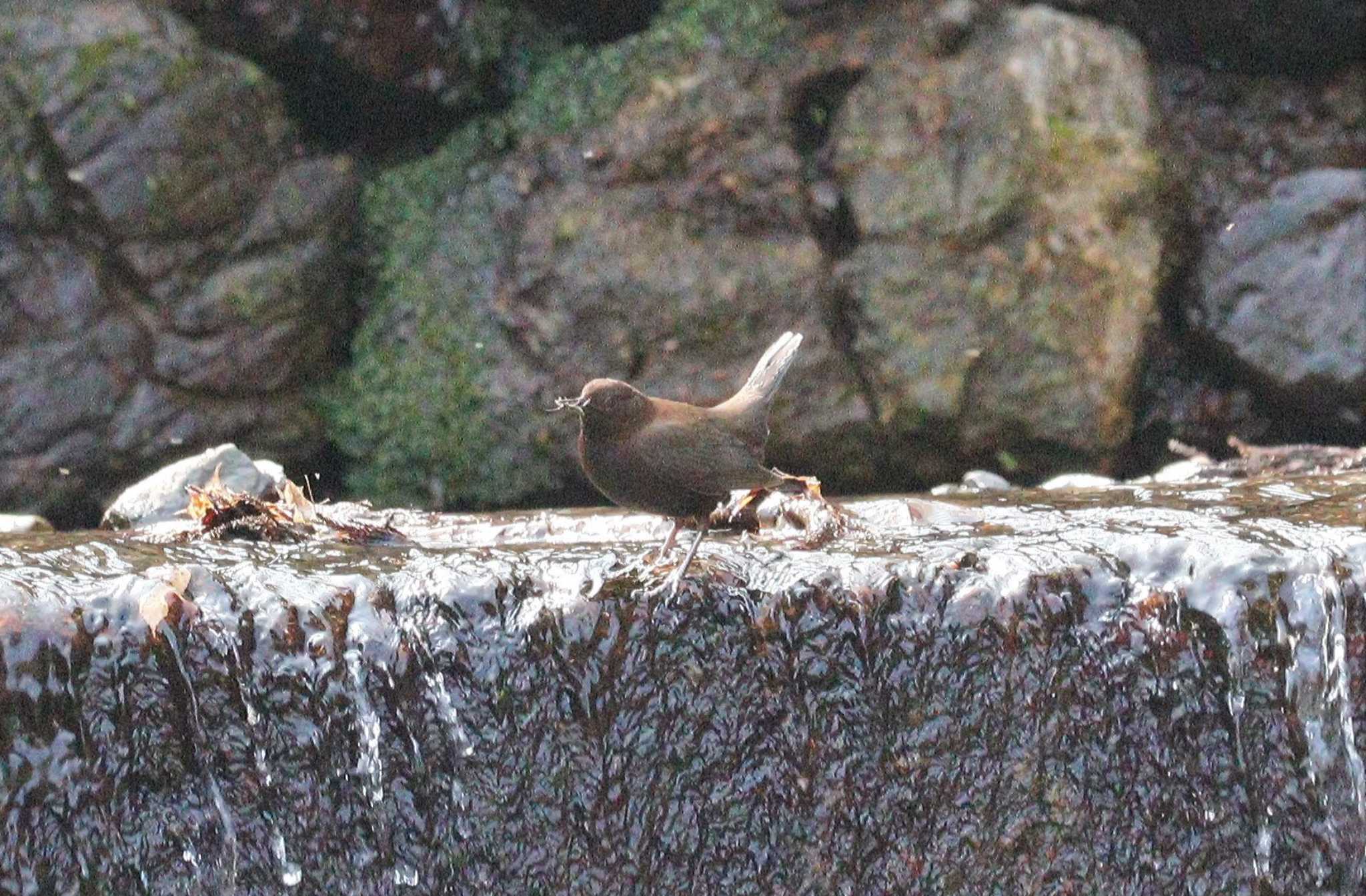 Brown Dipper