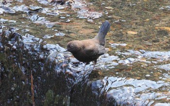 Brown Dipper 養老公園 Wed, 3/8/2023