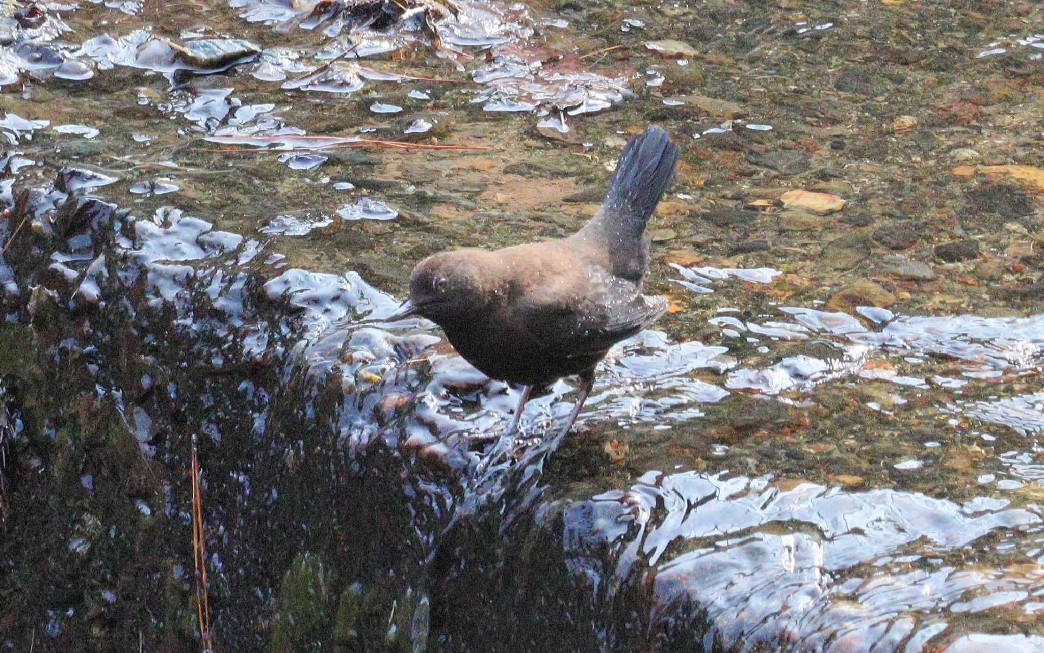 Brown Dipper