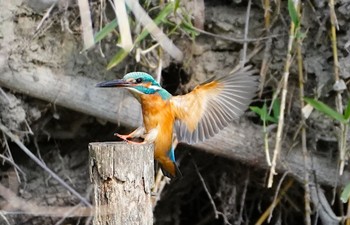 2023年3月8日(水) 茶臼山の野鳥観察記録