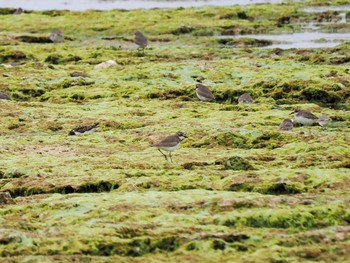 Greater Sand Plover Ishigaki Island Thu, 2/16/2023