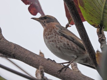 Naumann's Thrush Ishigaki Island Thu, 2/16/2023