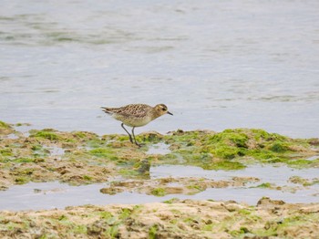 Pacific Golden Plover Ishigaki Island Thu, 2/16/2023