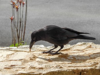 Large-billed Crow(osai) Ishigaki Island Thu, 2/16/2023