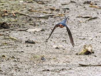 Pacific Swallow Ishigaki Island Thu, 2/16/2023