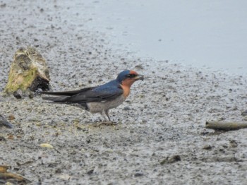 Pacific Swallow Ishigaki Island Thu, 2/16/2023