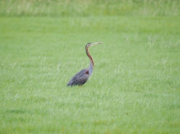 Thu, 2/16/2023 Birding report at Ishigaki Island