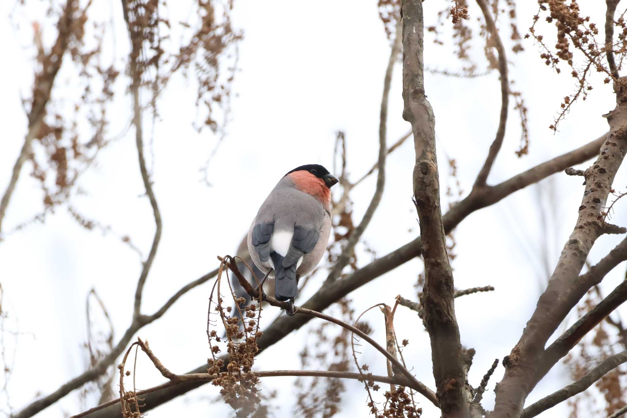 埼玉県県民の森 ウソの写真 by kingfisher_hidaka