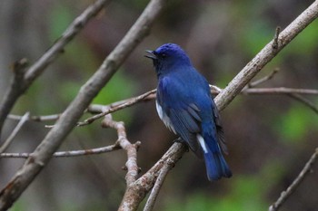 Blue-and-white Flycatcher Hakodateyama Sun, 5/6/2018