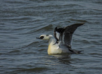 Smew 瓢湖 Wed, 3/8/2023