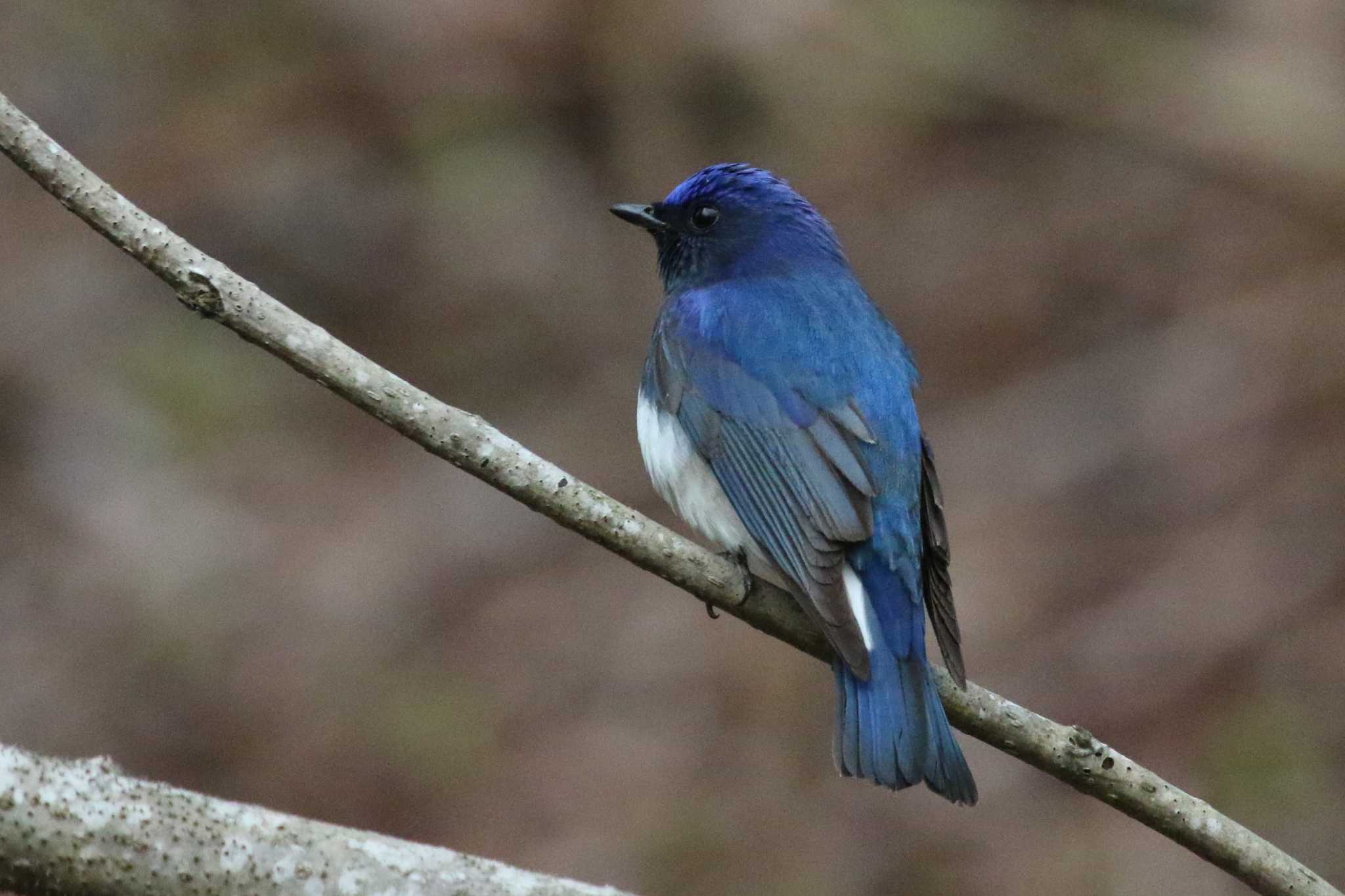 Blue-and-white Flycatcher