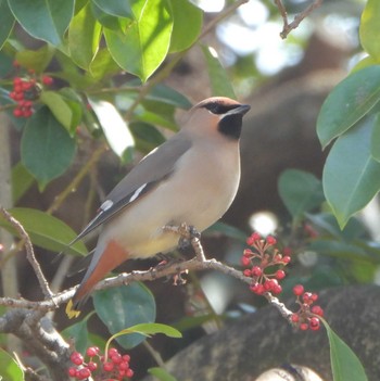 Bohemian Waxwing 木場公園(江東区) Wed, 3/8/2023