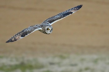 Short-eared Owl 江戸川(三郷) Thu, 2/23/2023