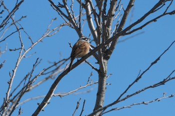 Meadow Bunting 青森県十和田市 Sun, 3/5/2023