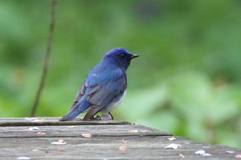 Blue-and-white Flycatcher Hakodateyama Sun, 5/6/2018