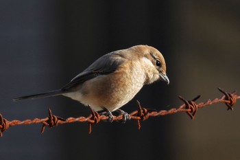 Bull-headed Shrike 狭山湖 Sat, 2/18/2023