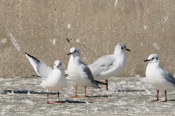 ユリカモメ 銚子漁港 2023年3月4日(土)