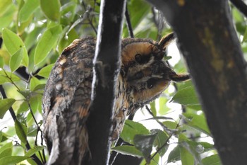 2023年2月19日(日) 鳥屋野潟の野鳥観察記録