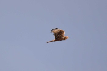 Eastern Marsh Harrier Fukushimagata Sun, 2/19/2023