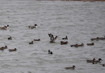 Sun, 2/19/2023 Birding report at Fukushimagata