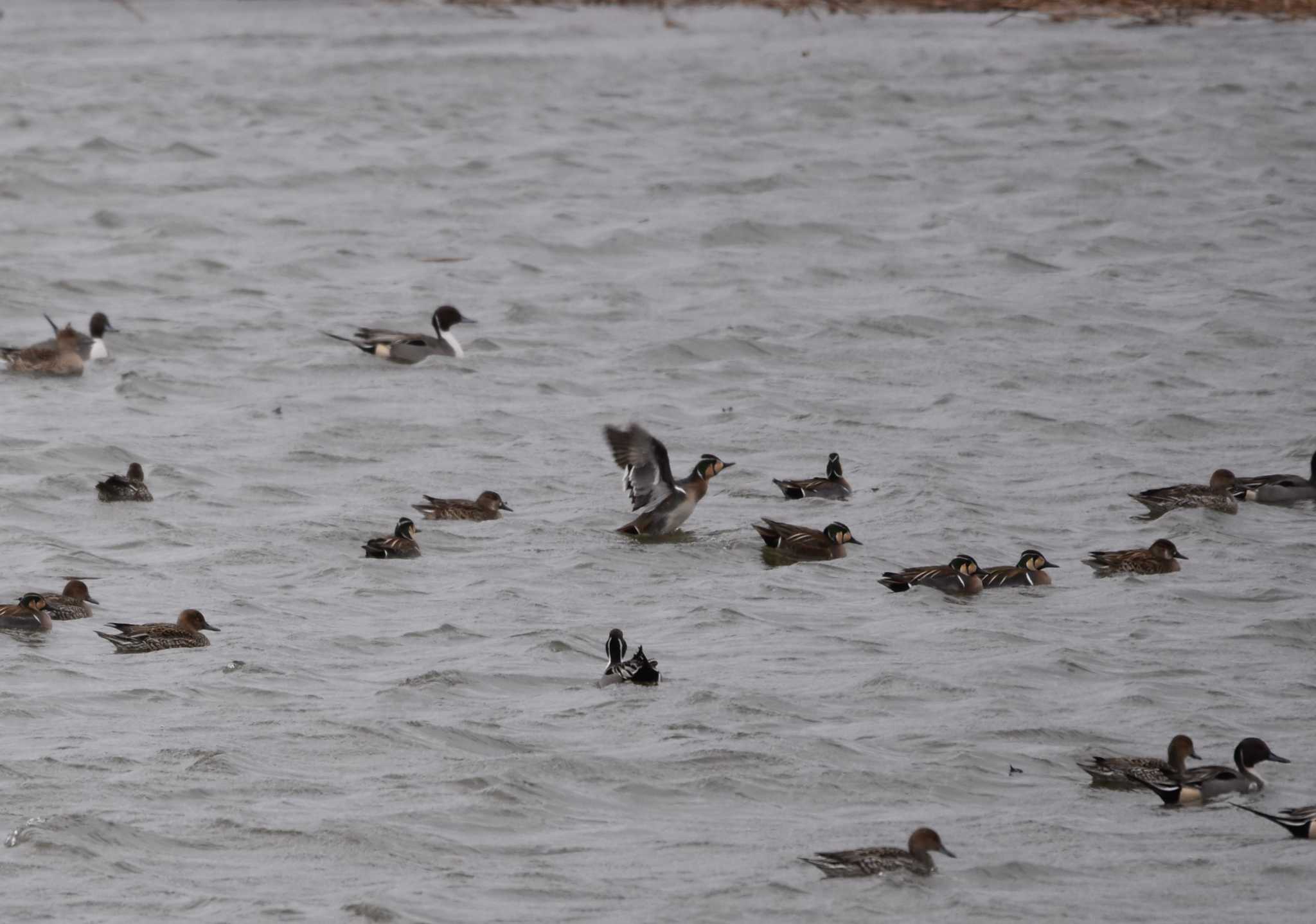 Photo of Baikal Teal at Fukushimagata by みやさん