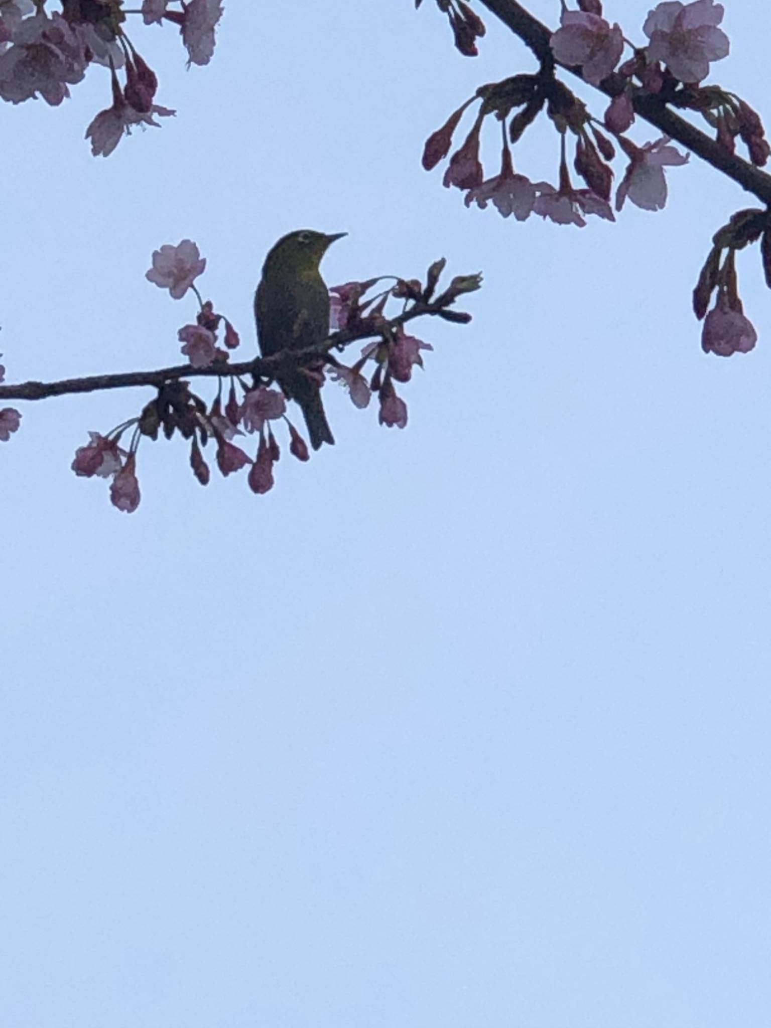 Photo of Warbling White-eye at 大阪市住吉区 by アカウント6207