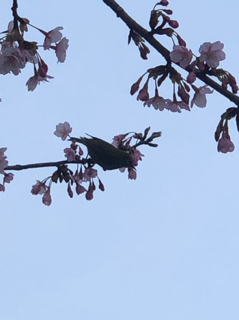 Warbling White-eye 大阪市住吉区 Thu, 3/9/2023