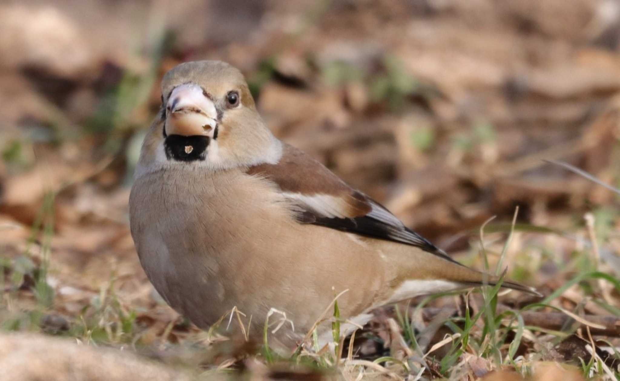 シメ