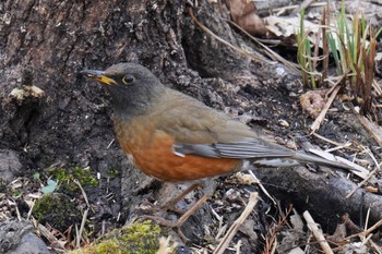 Brown-headed Thrush(orii) Mizumoto Park Thu, 2/23/2023