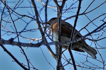 Brown-headed Thrush Showa Kinen Park Sun, 1/22/2023