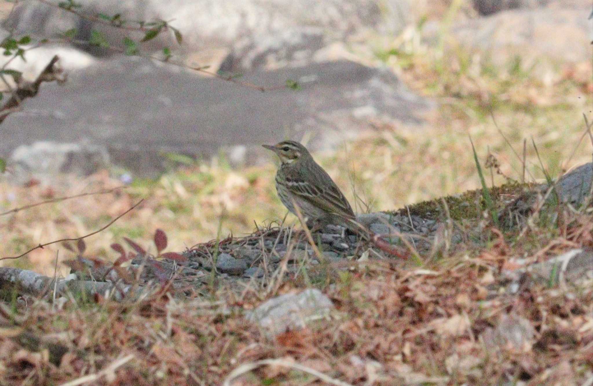 Olive-backed Pipit