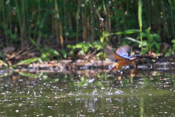 カワセミ 埼玉県 2018年5月6日(日)