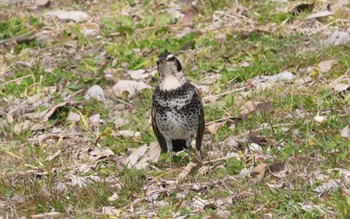 2023年3月8日(水) 祖父江ワイルドネイチャー緑地の野鳥観察記録